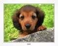 /album/fotogaleria-fauna/31/